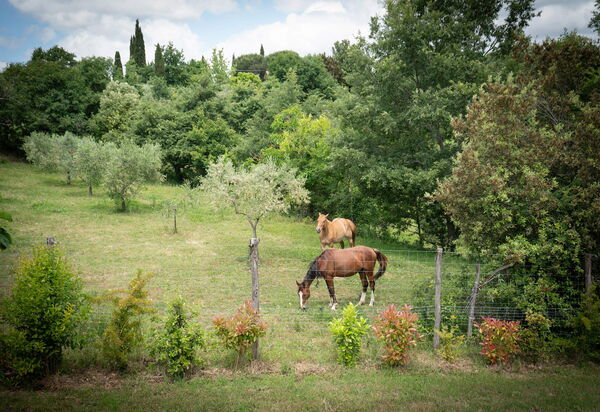 Vineyard’s Cottage With Pool, Ac, Wifi - Siena: Autunno, Estate, Giardino, Primavera