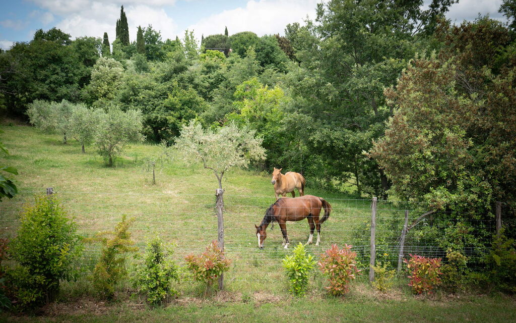 Vineyard’s Cottage With Pool, Ac, Wifi - Siena: Autunno, Estate, Giardino, Primavera