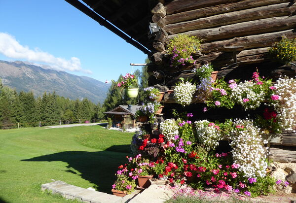 Baita Mountain View Pale San Martino: Autunno, Estate, Giardino, Primavera
