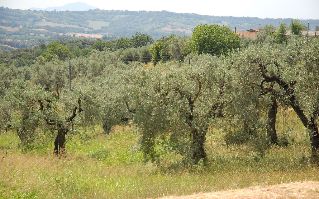 Podere San Giovanni: podere-san-giovanni-narni-terni-villa-ulivi