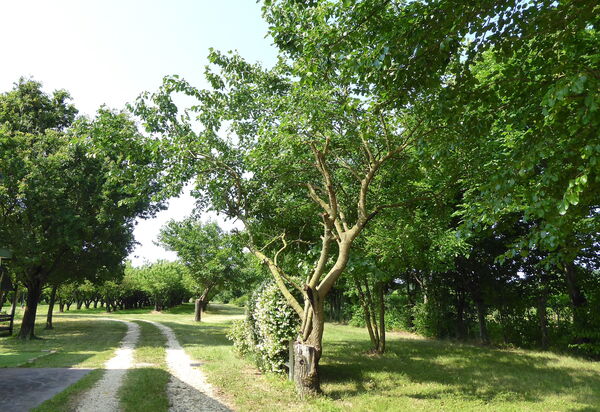 Silea Apartments, Pool, Garden, Treviso: Autumn, Garden, Spring, Summer