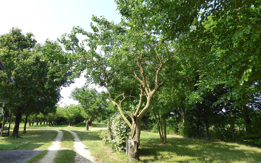 Silea Apartments, Pool, Garden, Treviso: Autunno, Estate, Giardino, Primavera