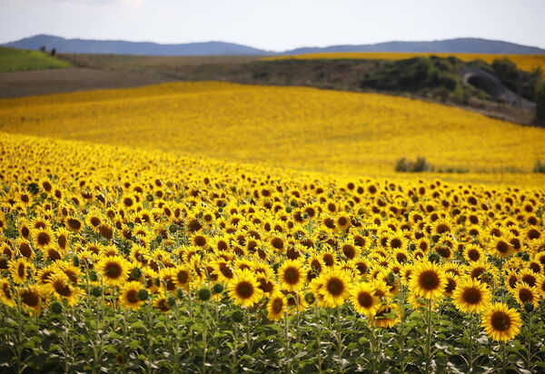 Villa Agata: all'aperto
