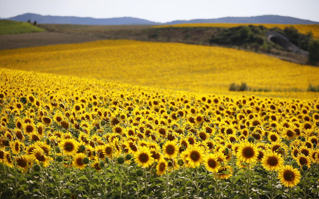 Villa Agata: Outdoor