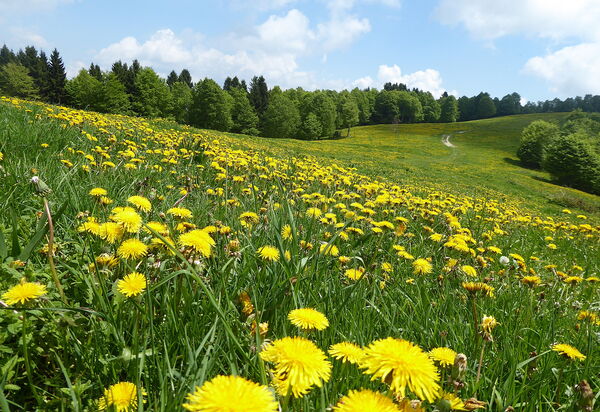 Casa Ballo delle Streghe, Garden, Montebelluna: Activities, Autumn, Building Exterior, Spring, Summer