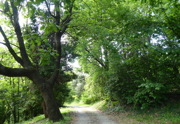 Casa Ballo delle Streghe, Garden, Montebelluna: Autumn, Building Exterior, Garden, Spring, Summer