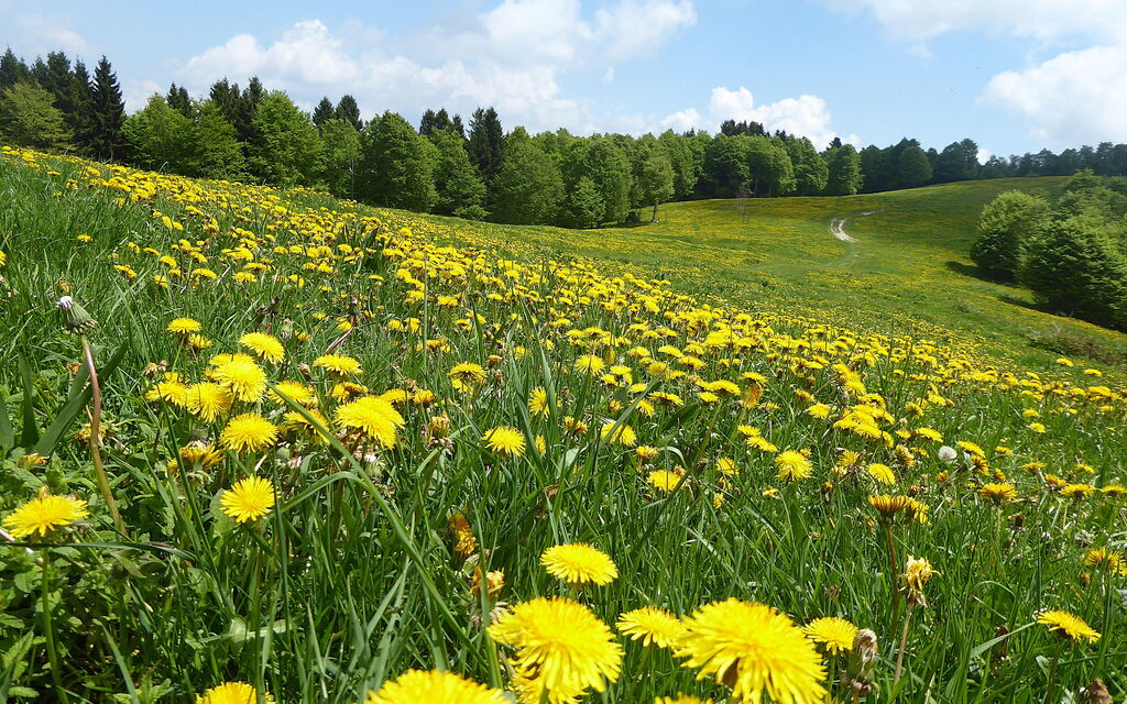 Casa Ballo delle Streghe, Garden, Montebelluna: Attività, Autunno, Estate, Esterni, Primavera
