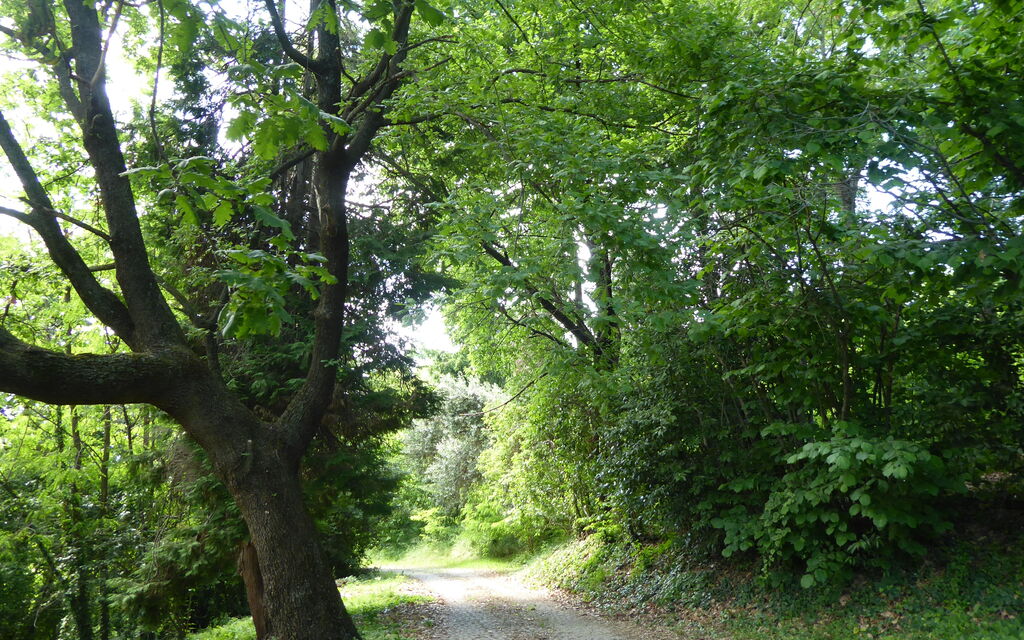 Casa Ballo delle Streghe, Garden, Montebelluna: Autunno, Estate, Esterni, Giardino, Primavera