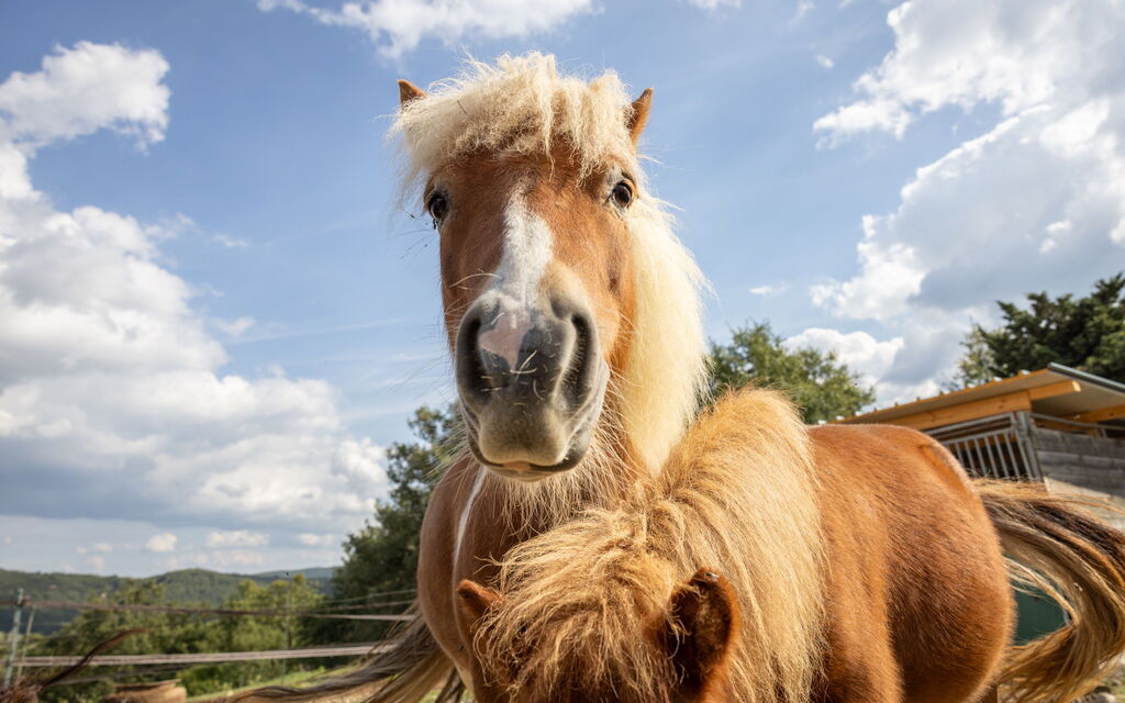 Villa Airone Tegoni, Pool, Radicondoli: all'aperto, Attività, Autunno, Estate, Primavera