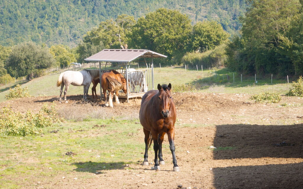 Villa Airone Tegoni, Pool, Radicondoli: all'aperto, Attività, Autunno, Estate, Primavera