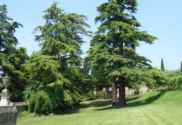 Calicantus, Verona, Pool, Wifi: Autumn, Garden, Spring, Summer