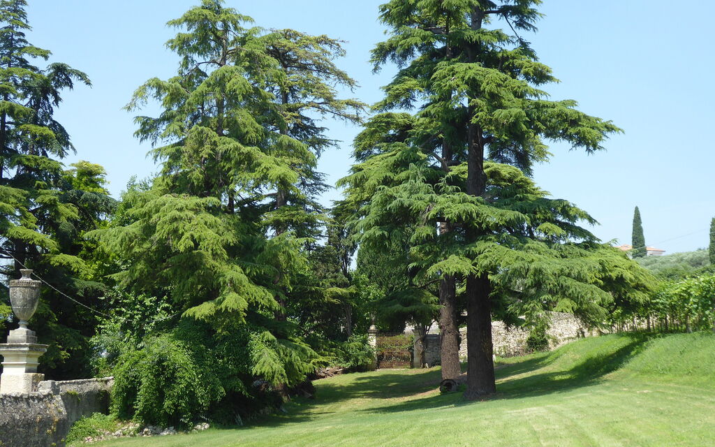 Calicantus, Verona, Pool, Wifi: Autunno, Estate, Giardino, Primavera