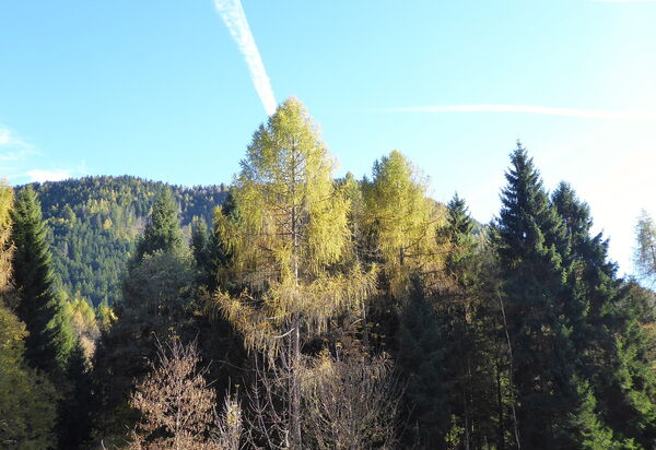 Chalet Genzianella: Autumn, Spring, Summer