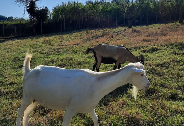 Podere la Botte, Pool, Lari: all'aperto, Attività, Autunno, Estate, Primavera