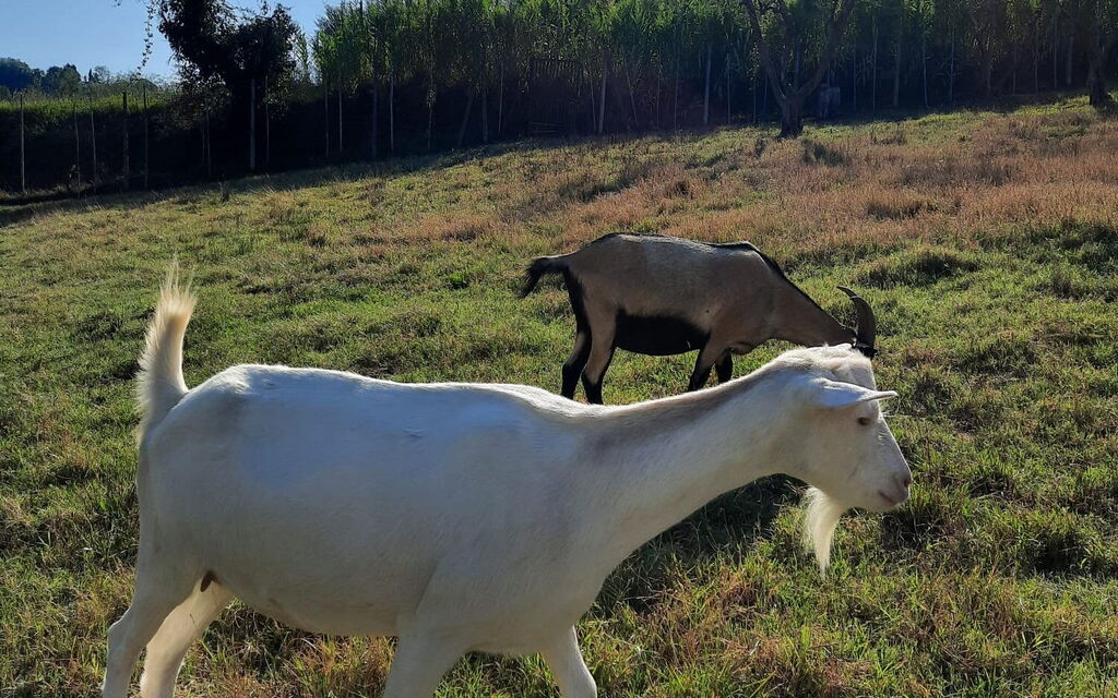 Podere la Botte, Pool, Lari: all'aperto, Attività, Autunno, Estate, Primavera