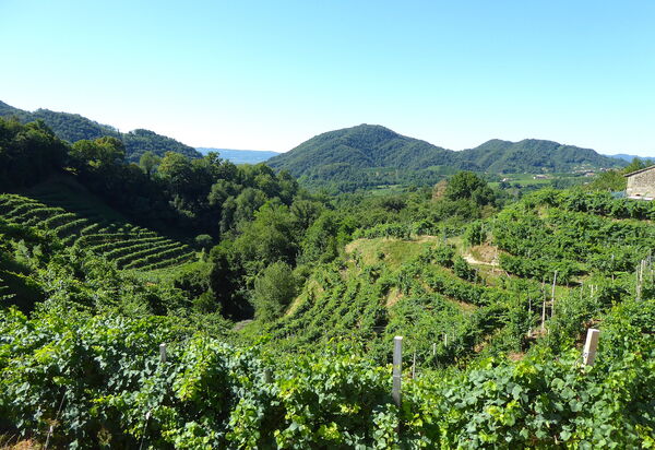 Villa Dolce Bosco with Pool, Valdobbiadene: Activities, Autumn, Outdoor, Spring, Summer