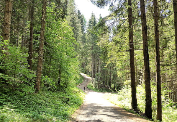 Villa Dolce Bosco with Pool, Valdobbiadene: Activities, Autumn, Outdoor, Spring, Summer