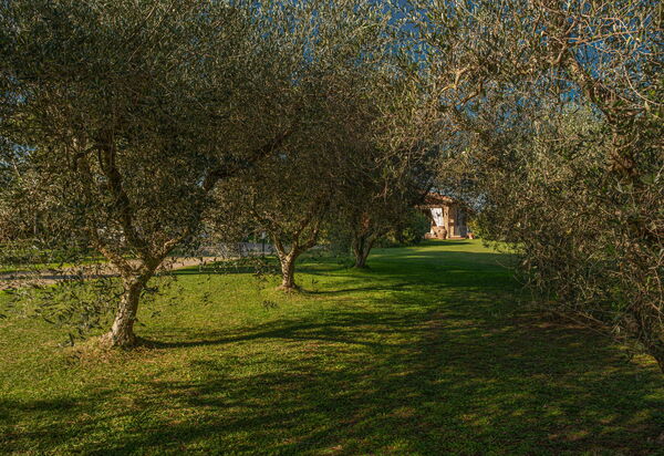 Villa Bolgheri Vermentino Castagneto Carducci: Autunno, Estate, Giardino, Primavera
