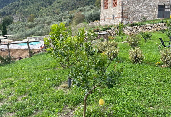 Borgo Antico, Pool, Barberino del Mugello: Autunno, Estate, Giardino, Primavera
