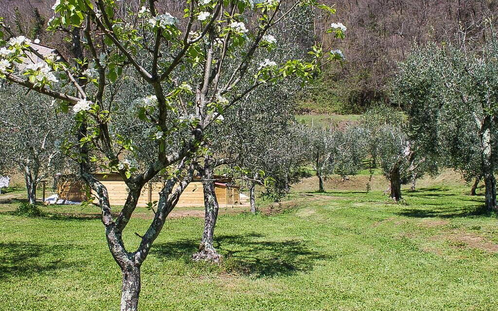 Il Casale di San Jacopo con Piscina Privata: all'aperto, Autunno, Estate, Esterni, Giardino, Primavera