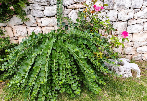 Villa del Monte: Autunno, Estate, Giardino, Primavera