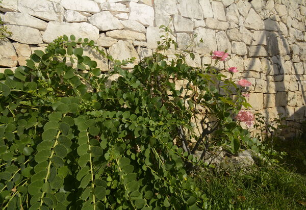 Villa del Monte: Autunno, Estate, Giardino, Primavera