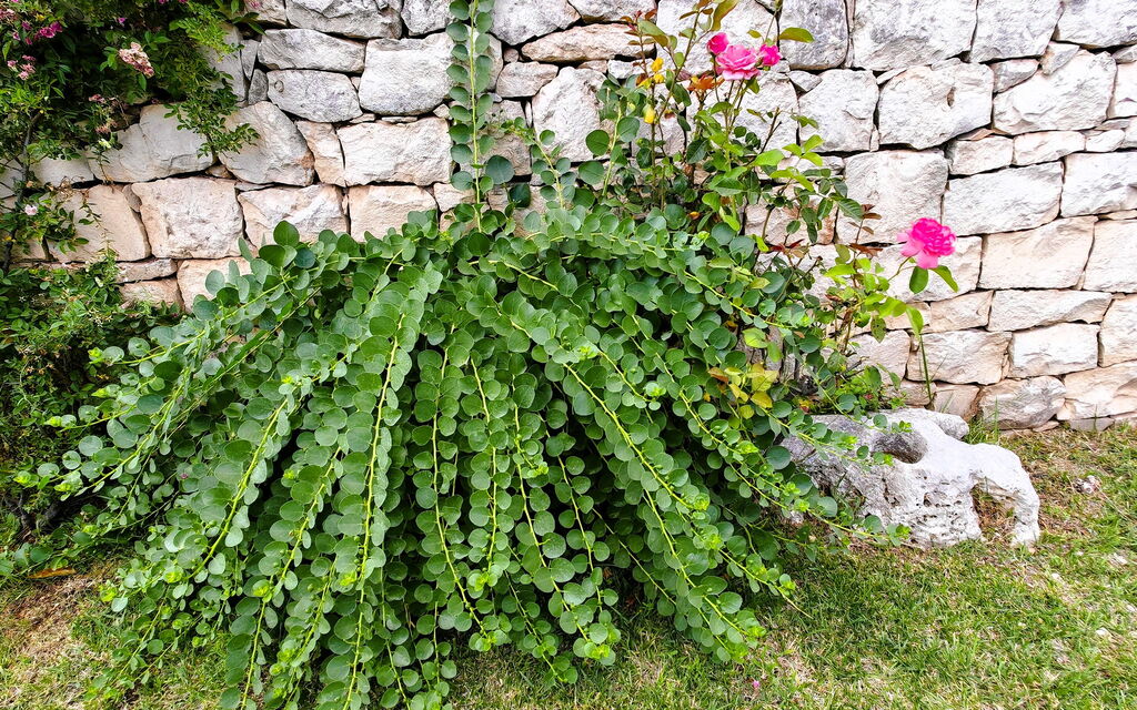 Villa del Monte: Autunno, Estate, Giardino, Primavera