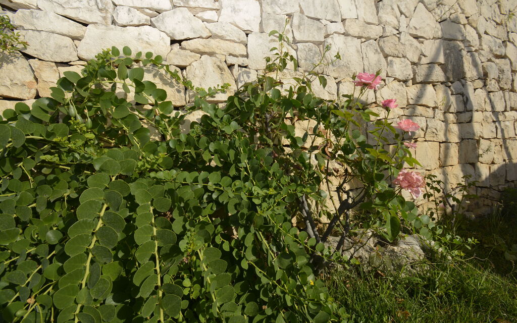 Villa del Monte: Autunno, Estate, Giardino, Primavera