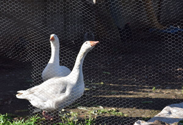 Ranch Salomonello: all'aperto, Autunno, Estate, Giardino, Primavera