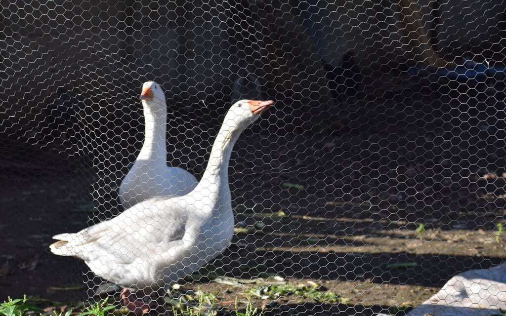 Ranch Salomonello: Autumn, Garden, Outdoor, Spring, Summer