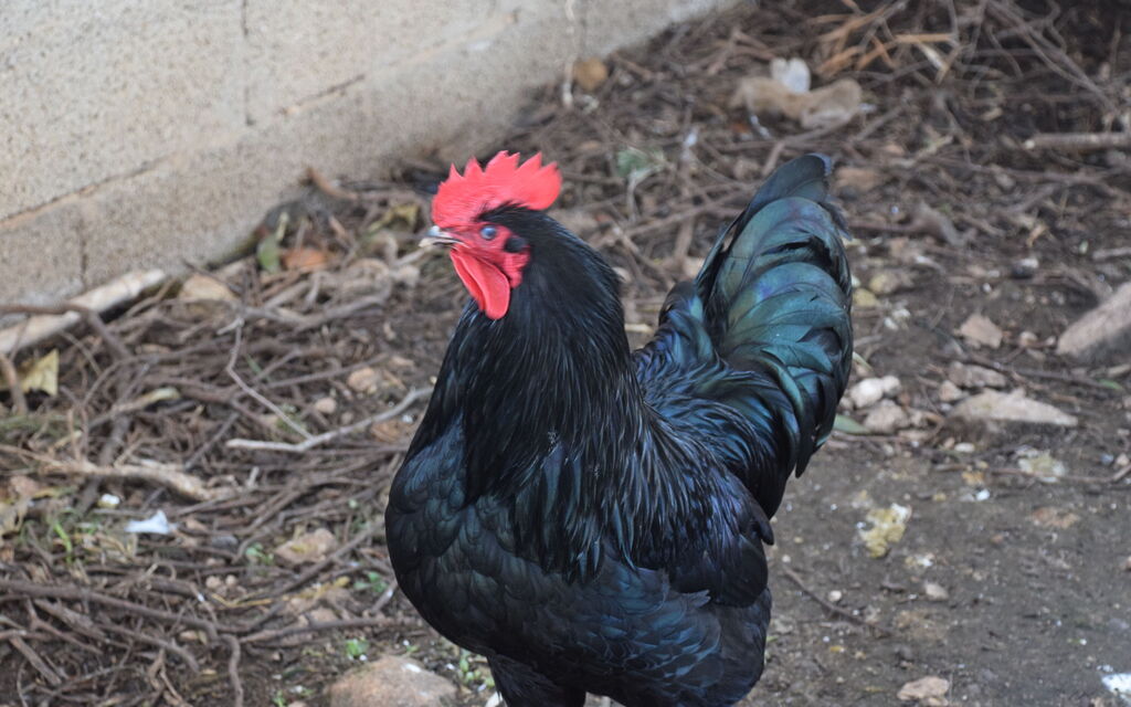 Ranch Salomonello: Activities, Autumn, Garden, Spring, Summer