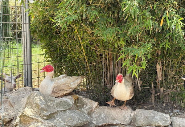 Villa Simona: Animals, Autumn, Spring, Summer