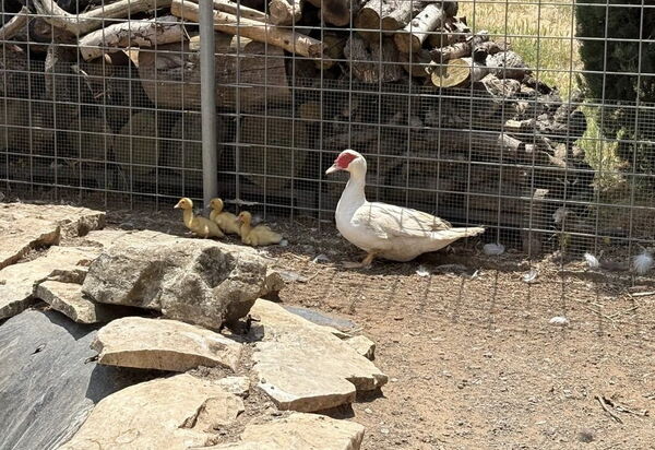 Villa Simona: Animals, Autumn, Spring, Summer