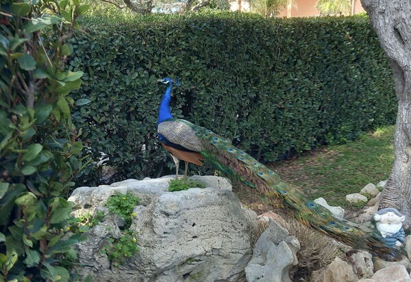 Villa Simona: Animals, Autumn, Spring, Summer