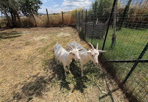 Villa Simona: Animals, Autumn, Spring, Summer