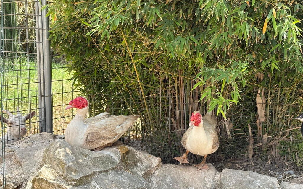 Villa Simona: Animals, Autumn, Spring, Summer