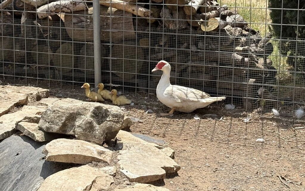 Villa Simona: Animals, Autumn, Spring, Summer