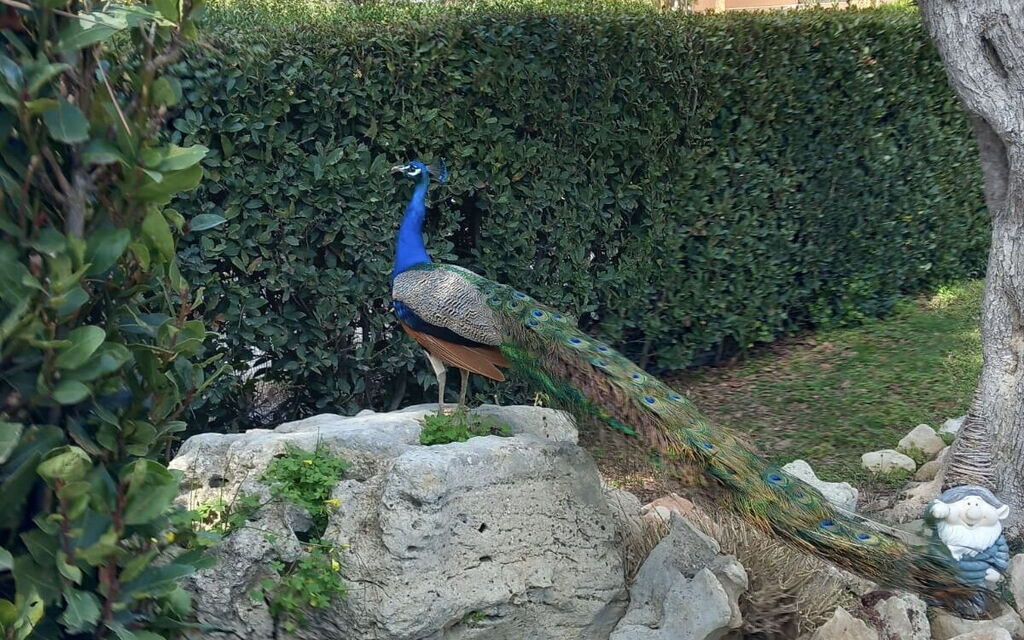 Villa Simona: Animals, Autumn, Spring, Summer