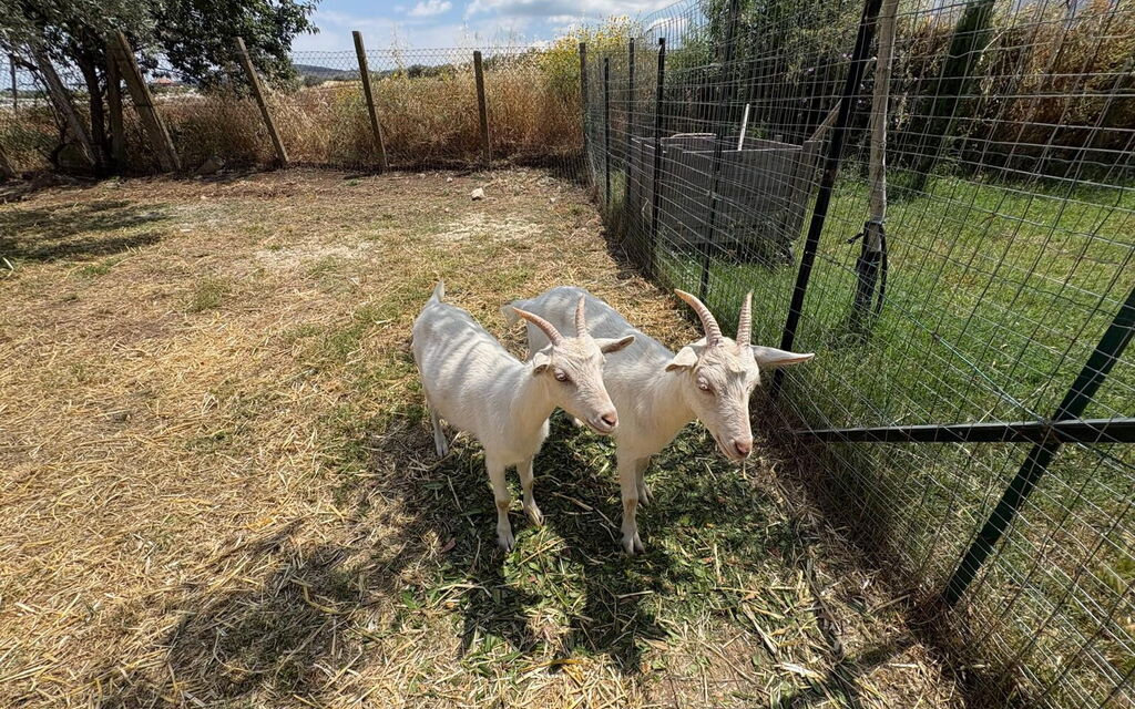 Villa Simona: Animals, Autumn, Spring, Summer