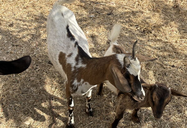 Villa Cigno Reale: Animals, Autumn, Spring, Summer