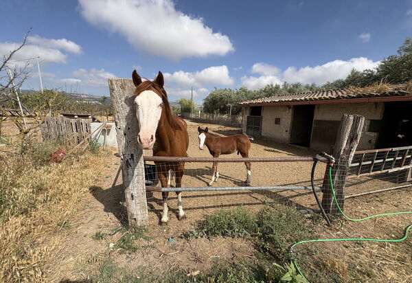 Villa Cigno Reale: Animals, Autumn, Spring, Summer