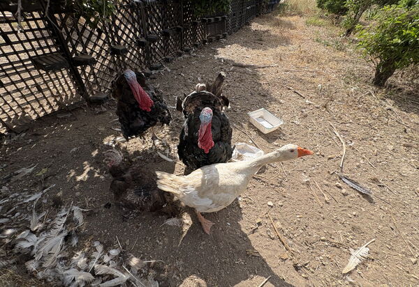 Villa Cigno Reale: Animals, Autumn, Spring, Summer