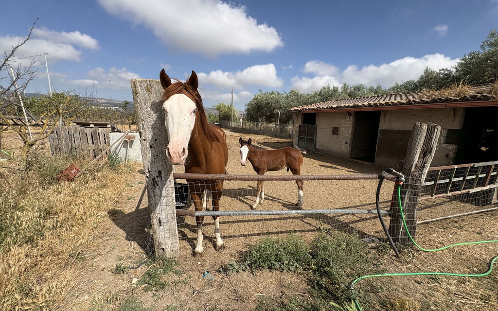 Villa Cigno Reale: Animals, Autumn, Spring, Summer