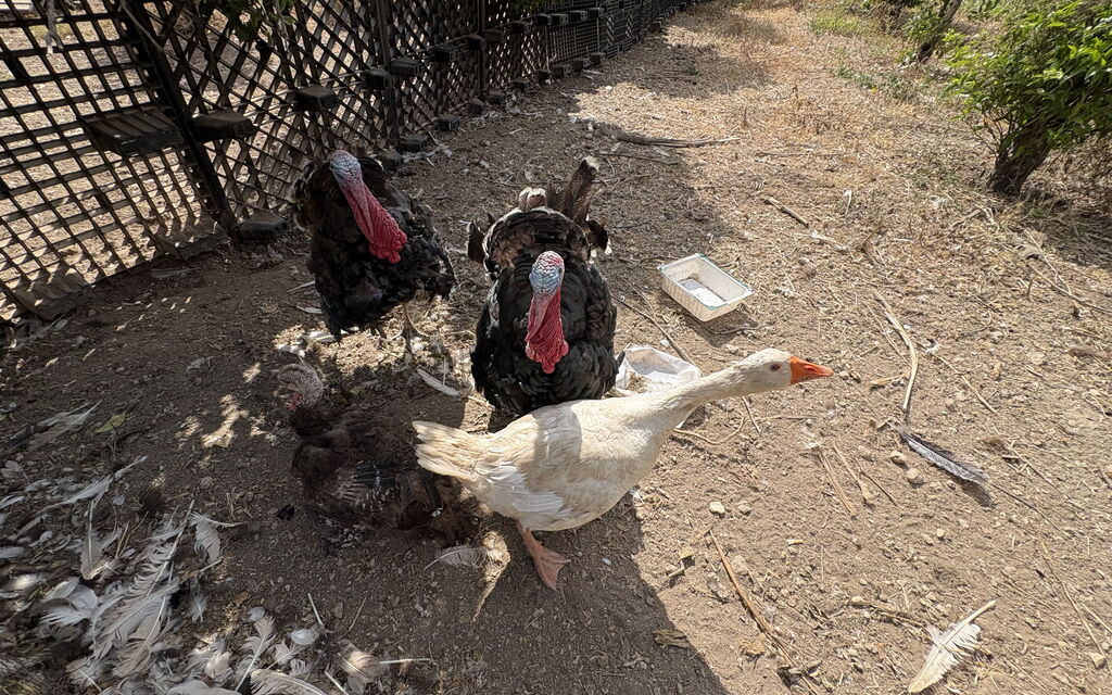 Villa Cigno Reale: Animals, Autumn, Spring, Summer