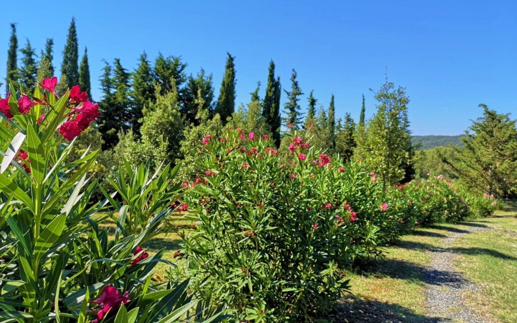 Villa San Martino: Garden