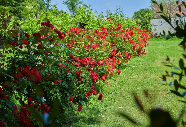 Villa Franciacorta: all'aperto, Autunno, Caratteristiche, Estate, Esterni, Giardino, Primavera